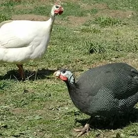 sisarka
