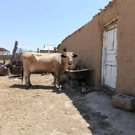 Sygyr