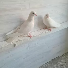 kepderi