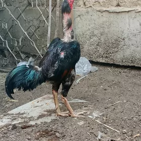 Taşkent horaz