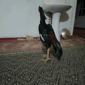 deken horaz