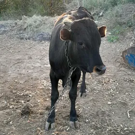 ökuz