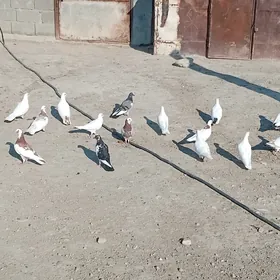 kepderi