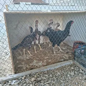 Taşkent towuk we 5sany juyjesi