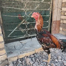 horaz