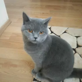 британская кошка