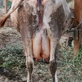 Sygyr