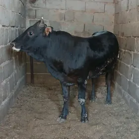 öküz