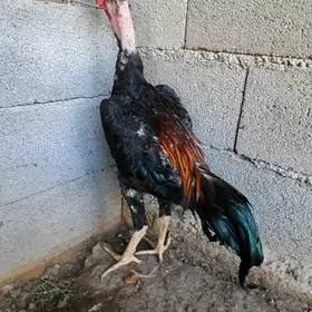 Horaz