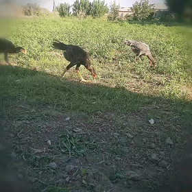 baysok