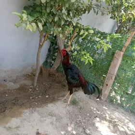taşkent horaz