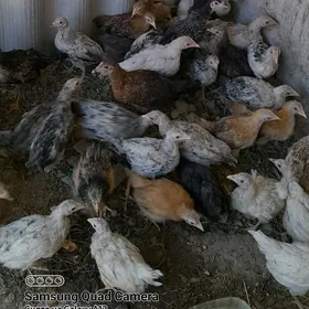 Товук жуйже 2.5 айлык
