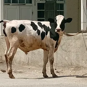 Öküz