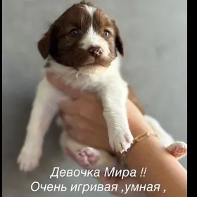 Собачки
