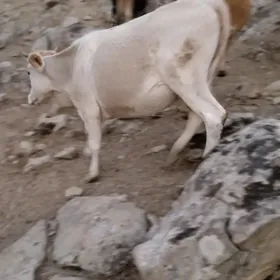 sygyr