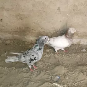 kepderi