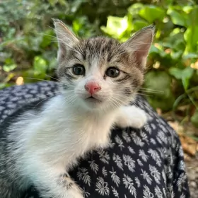 котята
