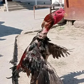 Taşkent Horaz
