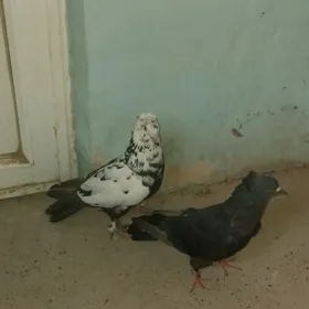 kepderi