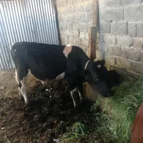 ala okuz kenek gyzyl okuz