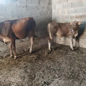 öküzçe tüwe
