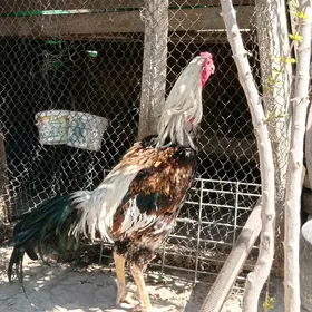 Taşkent Horaz