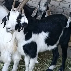 bakylan geçi