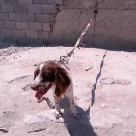 Awçy