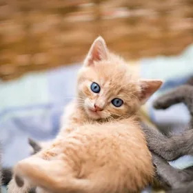pişik котята кошка