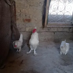 Karlik Towuk