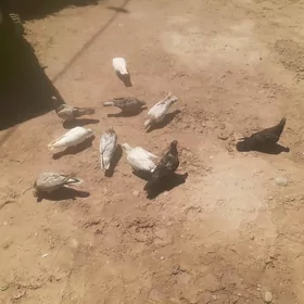 kepder