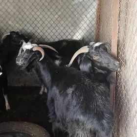 bakylan geçi
