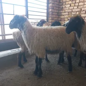 goýun