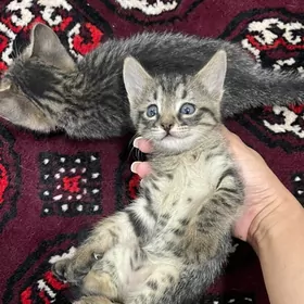 pisik кошка кот