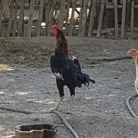 horaz
