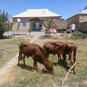 Öküzçeler