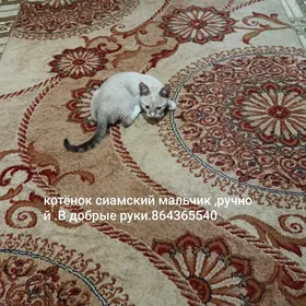 сиамский котёнок.