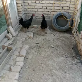 товук