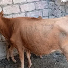 tanaly sygyr