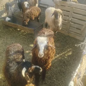 goýun geçi tokly cebiş