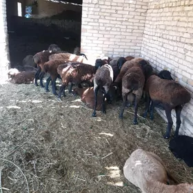 Goçlar 6 sany