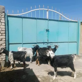 geçi