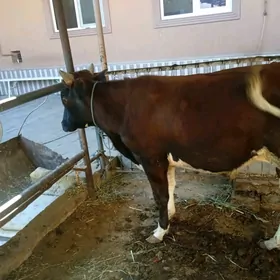 öküzler ve unajynlar
