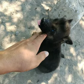Awçarka