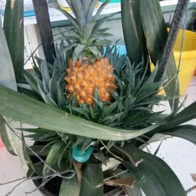 Ananas gül agajy