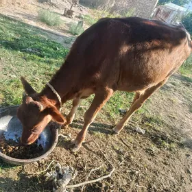 göle