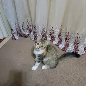 котенок 3 месяца