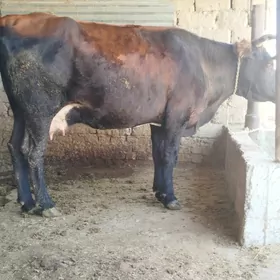 bogaz sygyr