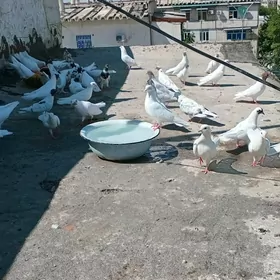 Kepderi Satyan