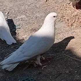 kepder
